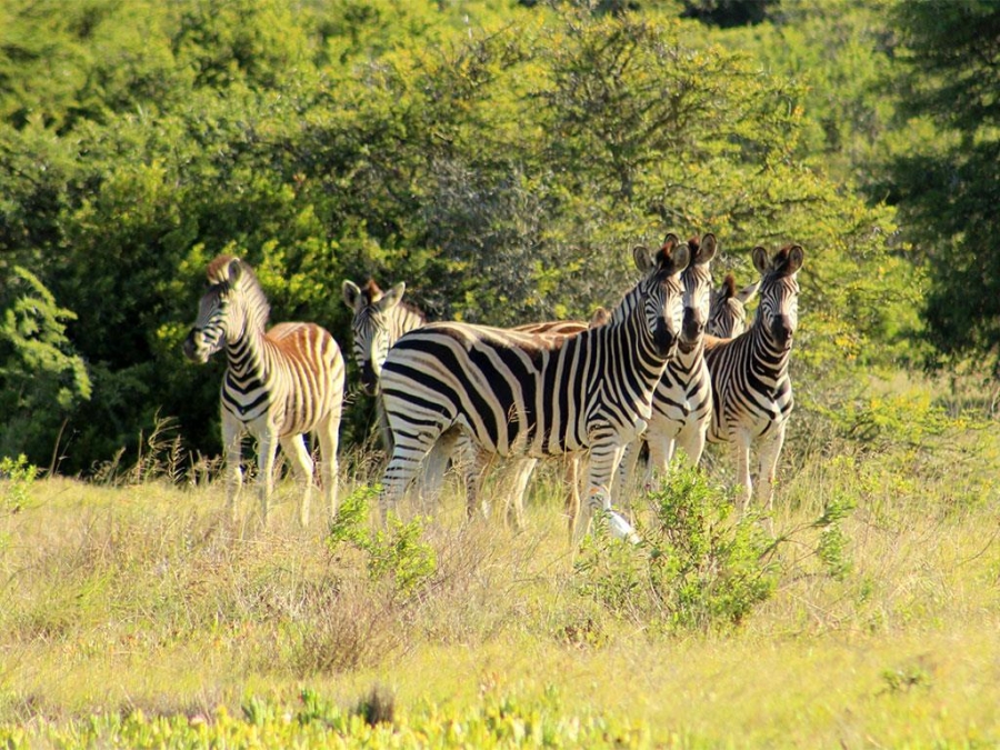 0 Bedroom Property for Sale in Outeniquasbosch Western Cape